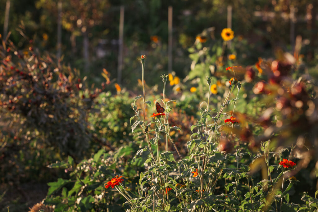 Butterfly and floral garden at Flora Farms
